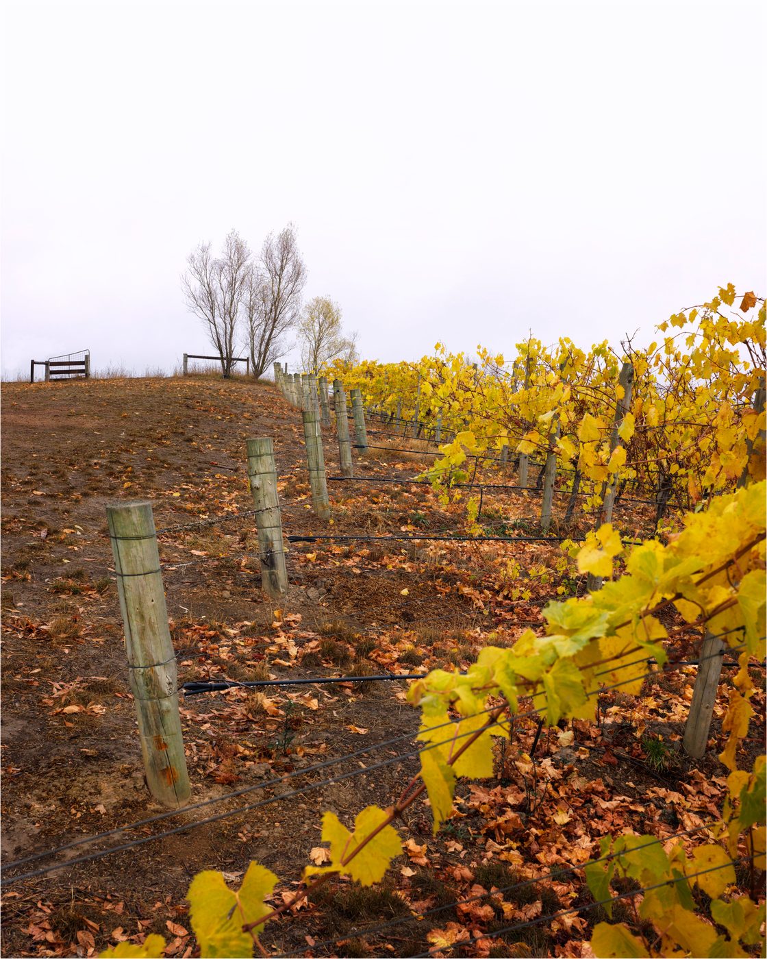 Bowyer Ridge, Kenton Valley, Adelaide Hills