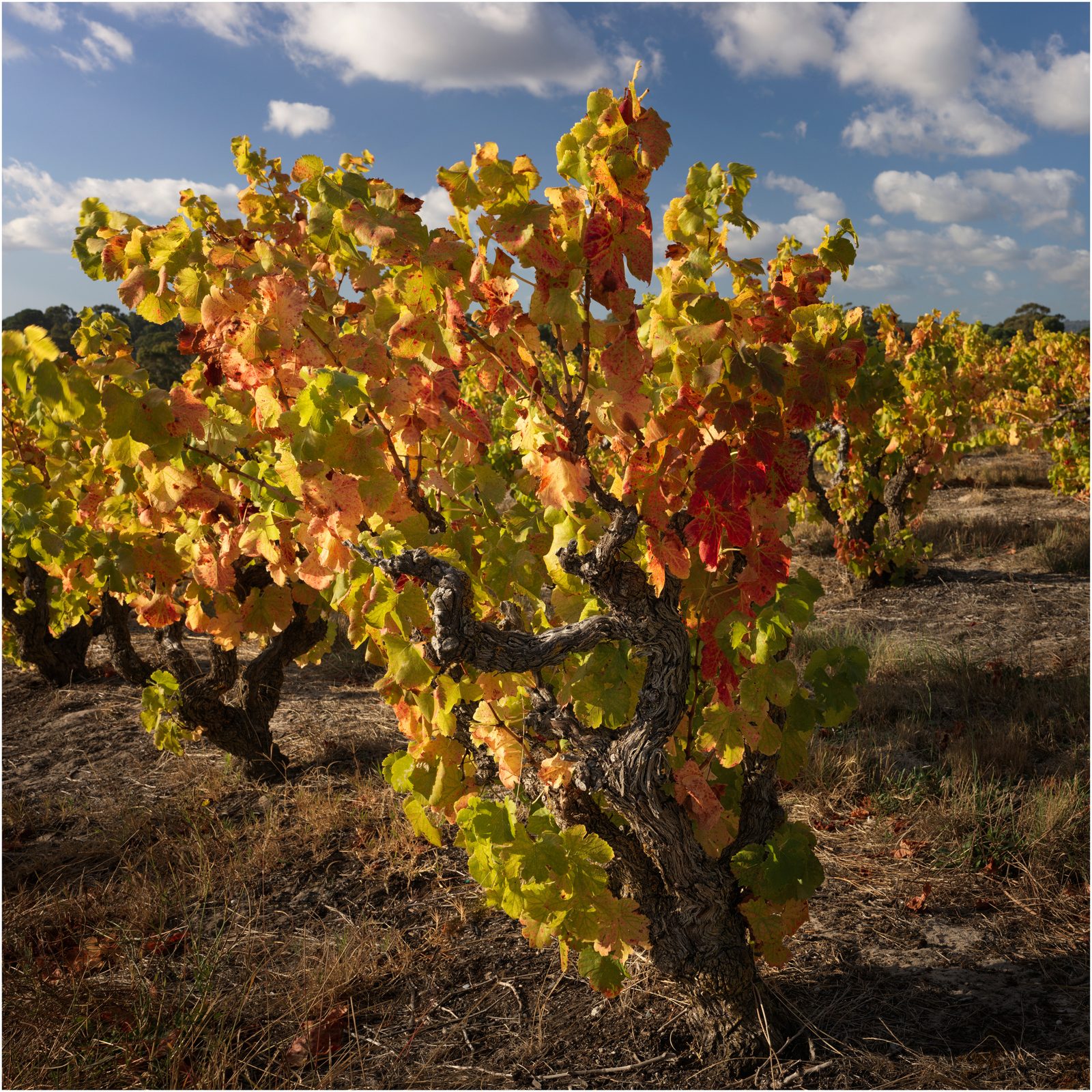 Old bush vine Grenache in autumn colour, Douglas Gully, Blewitt Springs