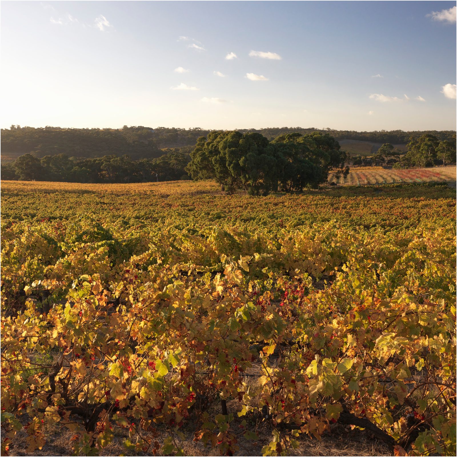 Autumn colour through the Jericho Family Vineyard, Blewitt Springs