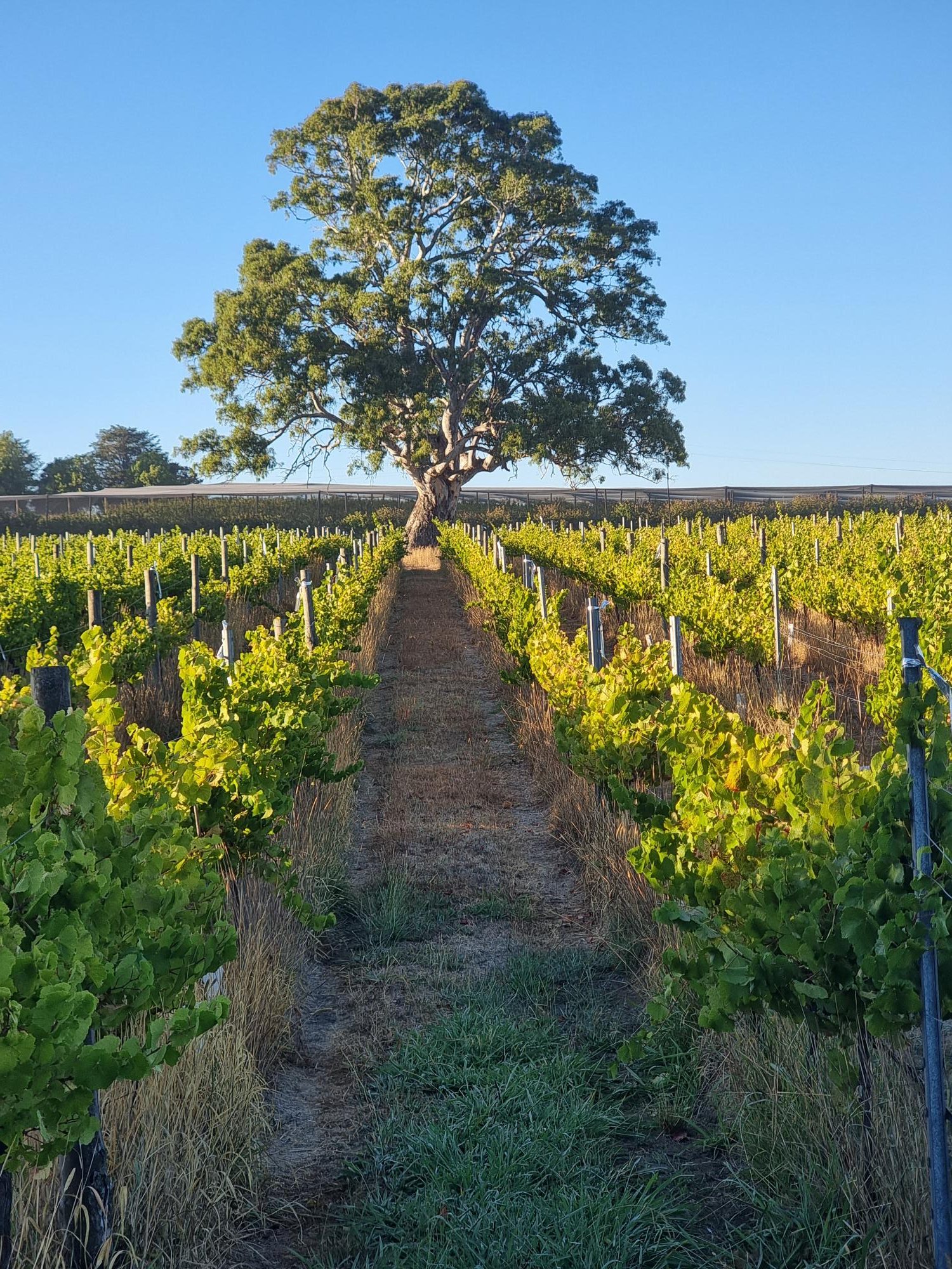 Morning light through the rows at Lansdowne Vineyard, Forreston